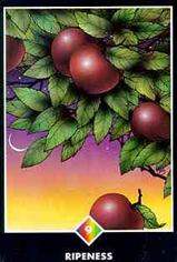 9 of Pentacles Tarot Minor Arcana